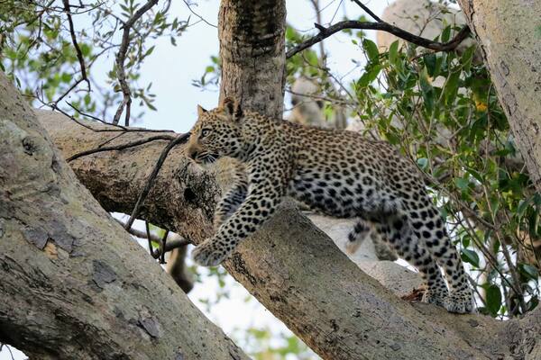 6 years ago I was in a pretty big auto accident 4 years ago I got a settlement and started to plot for a dream trip to Africa, just about 1 year ago I left on this amazing journey and a few weeks into that I got to see this Leopard in the trees and seeing these pictures still make me smile. This was on a trip from @asiliaafrica Ubuntu camp and I blogged about the experience at http://circlingthebucketlist.com/index.php/2018/09/17/the-serengeti-and-ubuntu-north/
