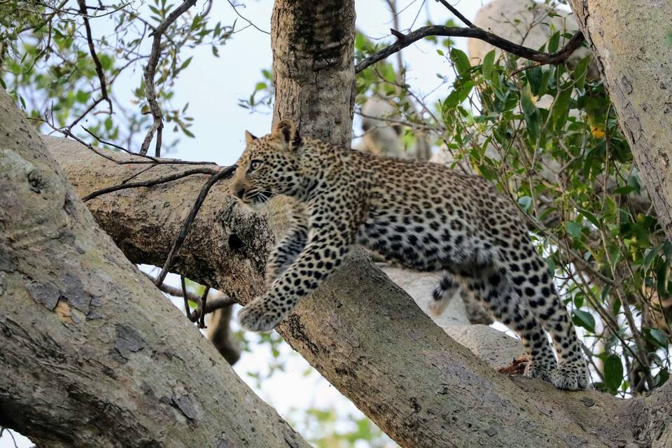 A leopard climbing a tree.