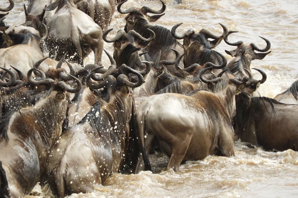 A herd of wildebeests wading through a turbulent river.