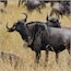 Wildebeests in a grassy field.