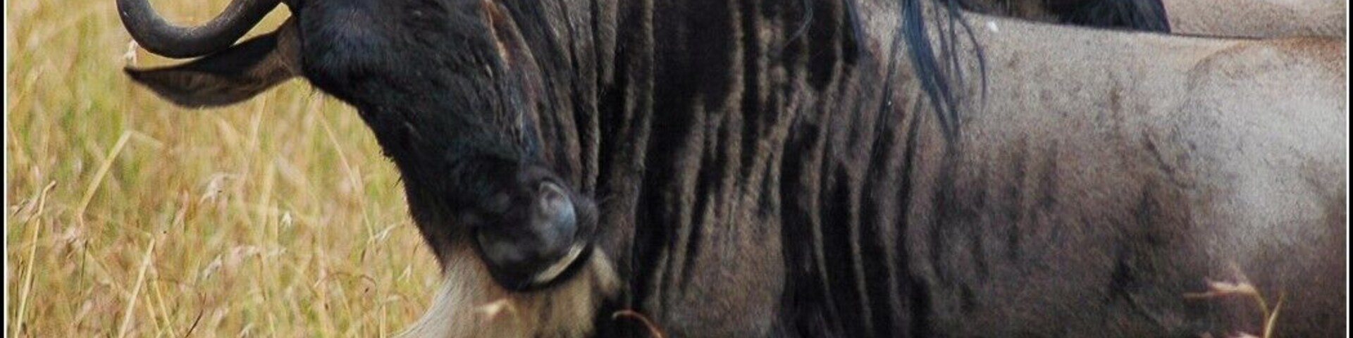 A Wildebeest gives me the eye in the Masai Mara National Reserve in Kenya