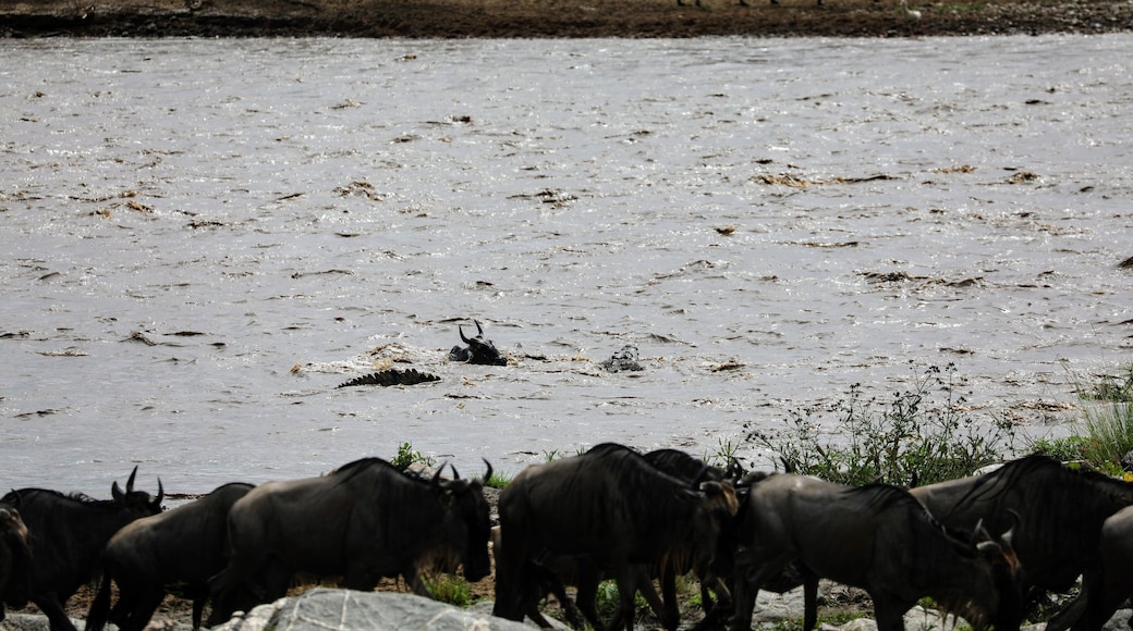 In the end watching the Wildebeast cross the Mara river is really just seeing a huge heard of creatures which you at this point have probably already scene 1000's of in previous days on your trip cross a river. However scenes like this happen through out sometimes so quick you can miss it. If you look carefully you can see a massive Nile Crocodile just miss taking this wildebeest into a watery grave. This one made it but there were dozens of crocodiles and many others did not make it. A crossing just kind of exemplifies the struggle of life out in the African plains. This was on a trip from @asiliaafrica Ubuntu Camp north which @africaadventureconsultants helped me plan.