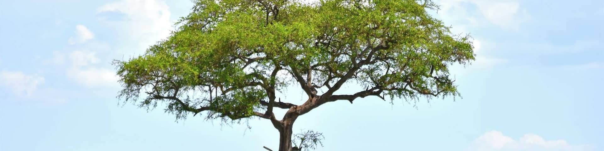 Out of all of the pictures I took on safari, this one probably sums up the Serengeti more than any other. The vastness of the land is evident by this solitary lion taking shelter from the midday sun under the shade of an acacia tree. The Serengeti will always hold a special place in my heart.
#lifeatexpedia #safari #tanzania #africa #serengeti #lion