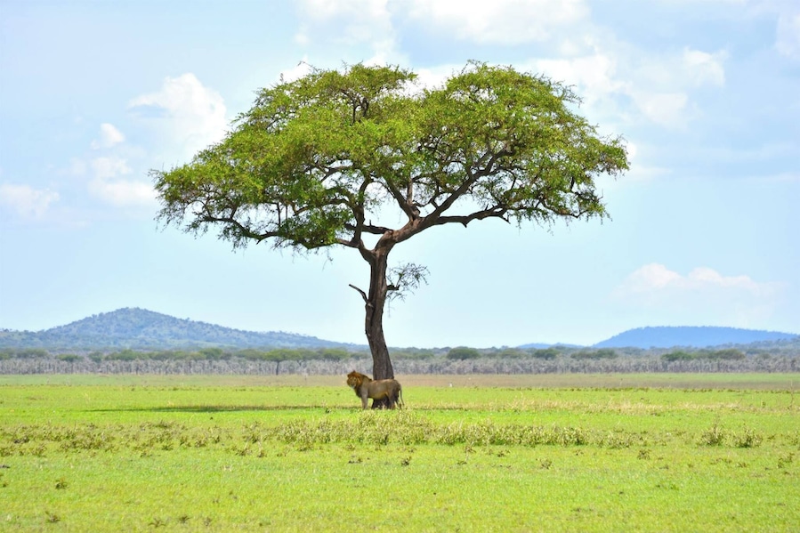 Out of all of the pictures I took on safari, this one probably sums up the Serengeti more than any other. The vastness of the land is evident by this solitary lion taking shelter from the midday sun under the shade of an acacia tree. The Serengeti will always hold a special place in my heart.
#lifeatexpedia #safari #tanzania #africa #serengeti #lion