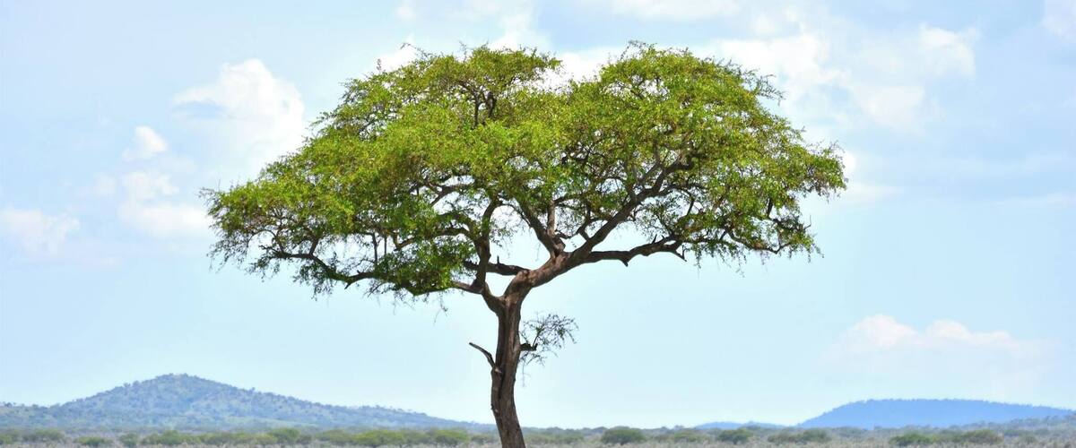 A solitary tree in a grassy field with a lion standing beneath it.