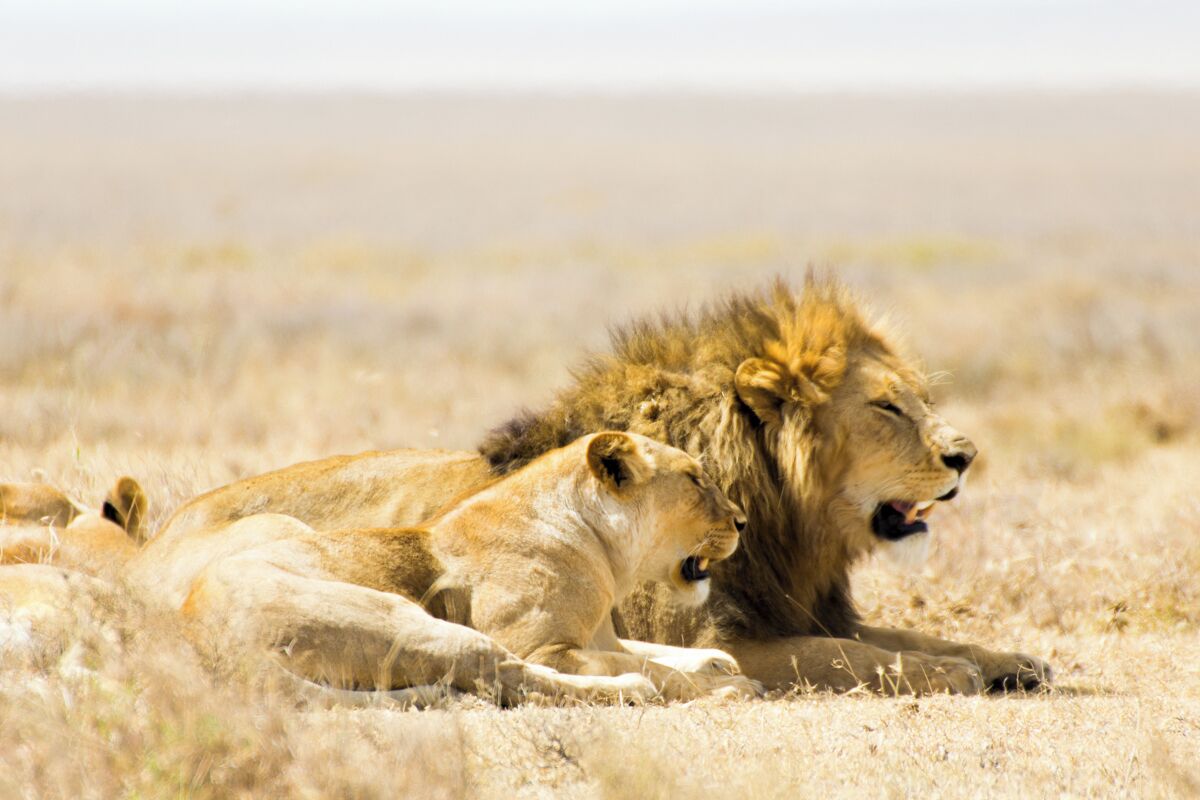 We spotted these two lions right as they were waking up from their afternoon nap. The photo might not show it, but these lions were panting heavily in order to cool off in the intense mid-day heat. 