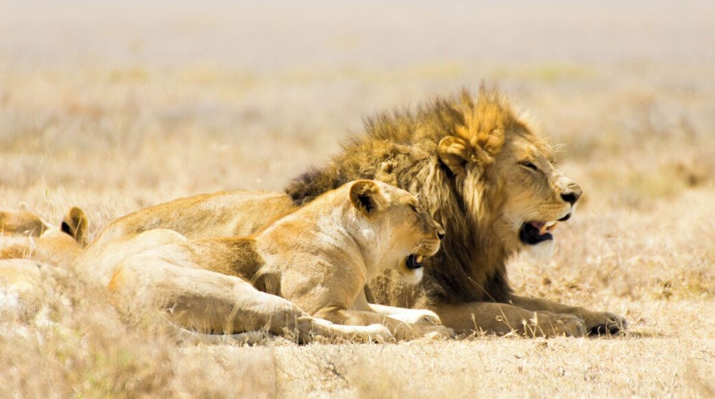 We spotted these two lions right as they were waking up from their afternoon nap. The photo might not show it, but these lions were panting heavily in order to cool off in the intense mid-day heat.