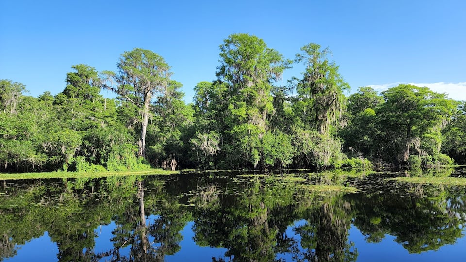 A calm lake surrounded by dense, green forest with tall trees and reflections of the sky and trees on the water's surface.