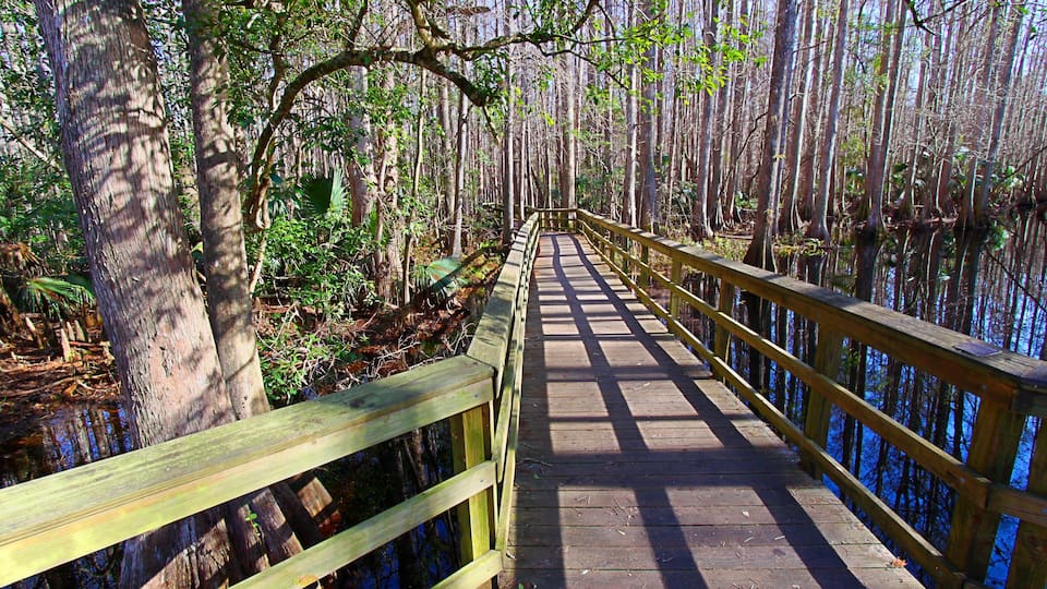 A wooden boardwalk through a forest with tall trees and water on the sides.