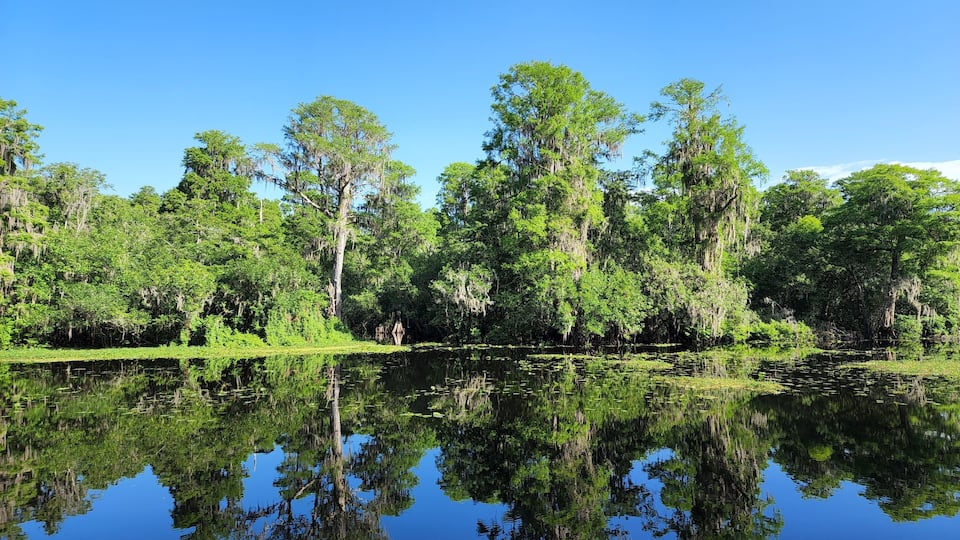 A calm lake surrounded by dense forest with tall trees and hanging moss.