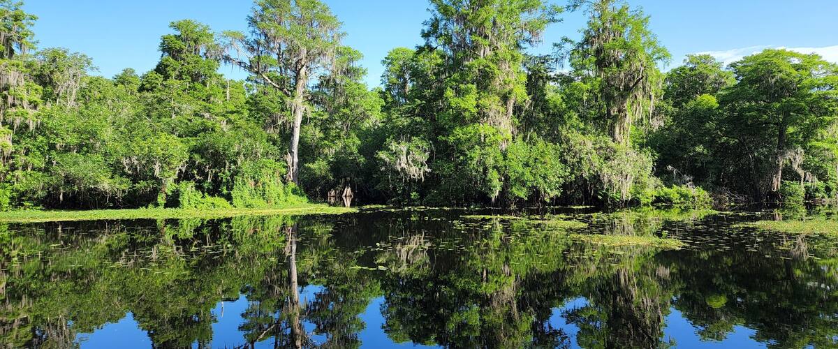 A calm lake surrounded by dense forest with tall trees and hanging moss.