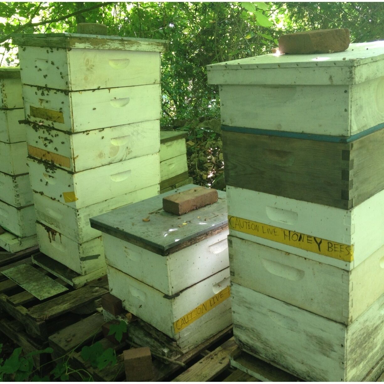 The free Mount Washington Arboretum has live honeybees out in the open, which you can walk right up to--if you're daring enough.