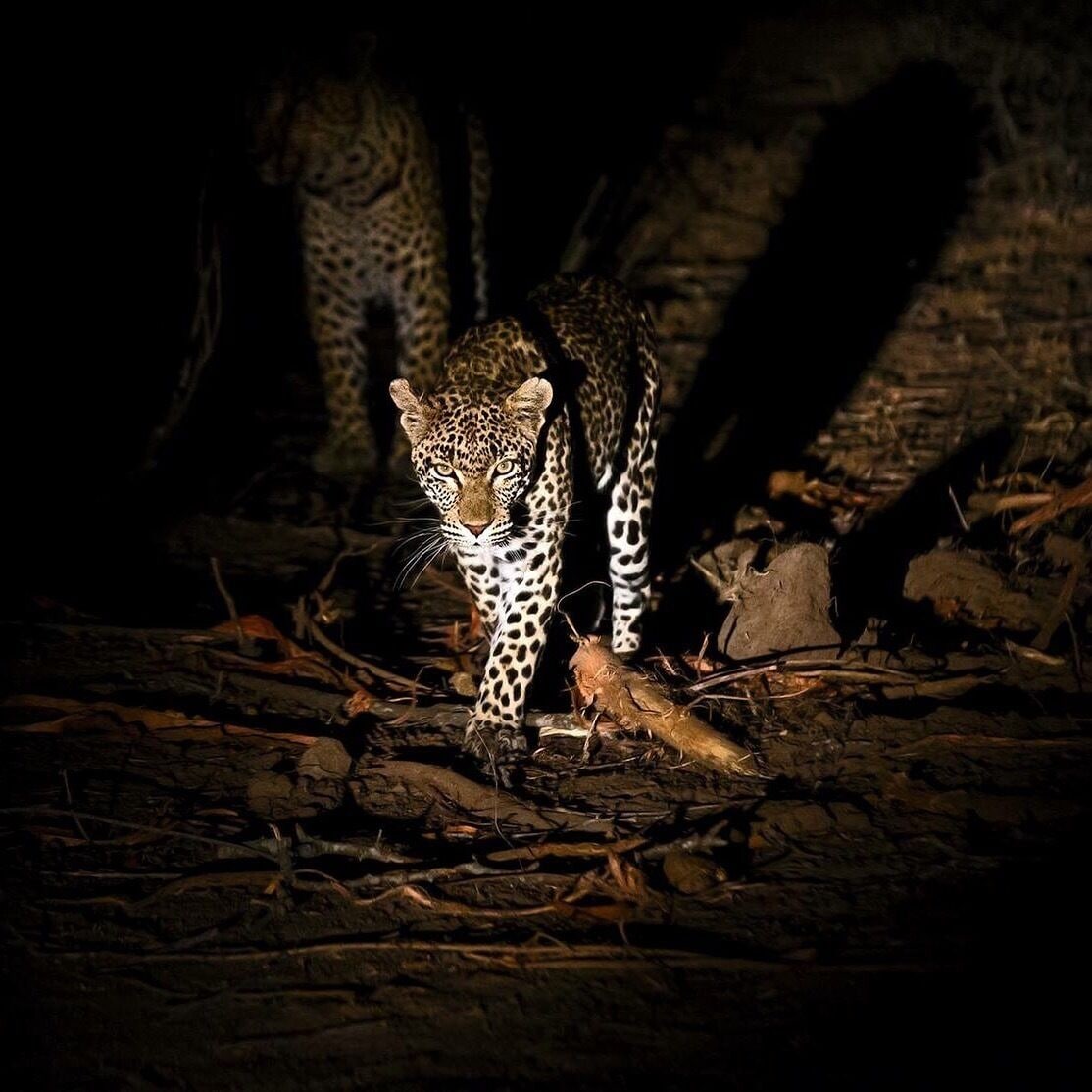 The best place in the world to view leopards in the wild.