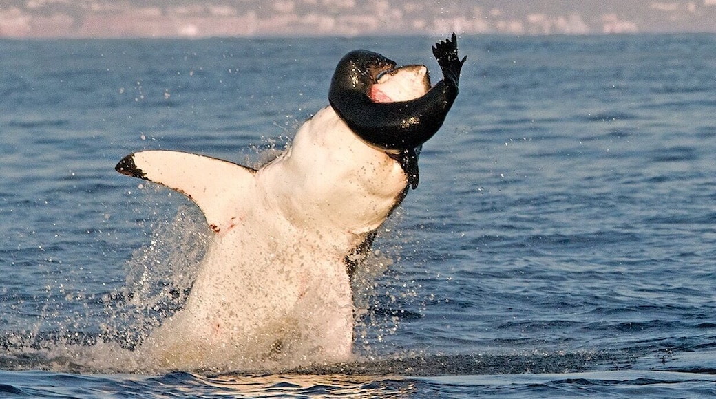 The best place in the world to see the great white hunting.