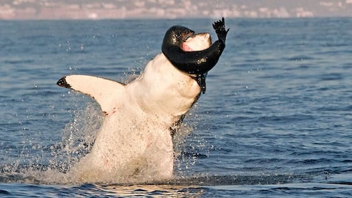 The best place in the world to see the great white hunting.