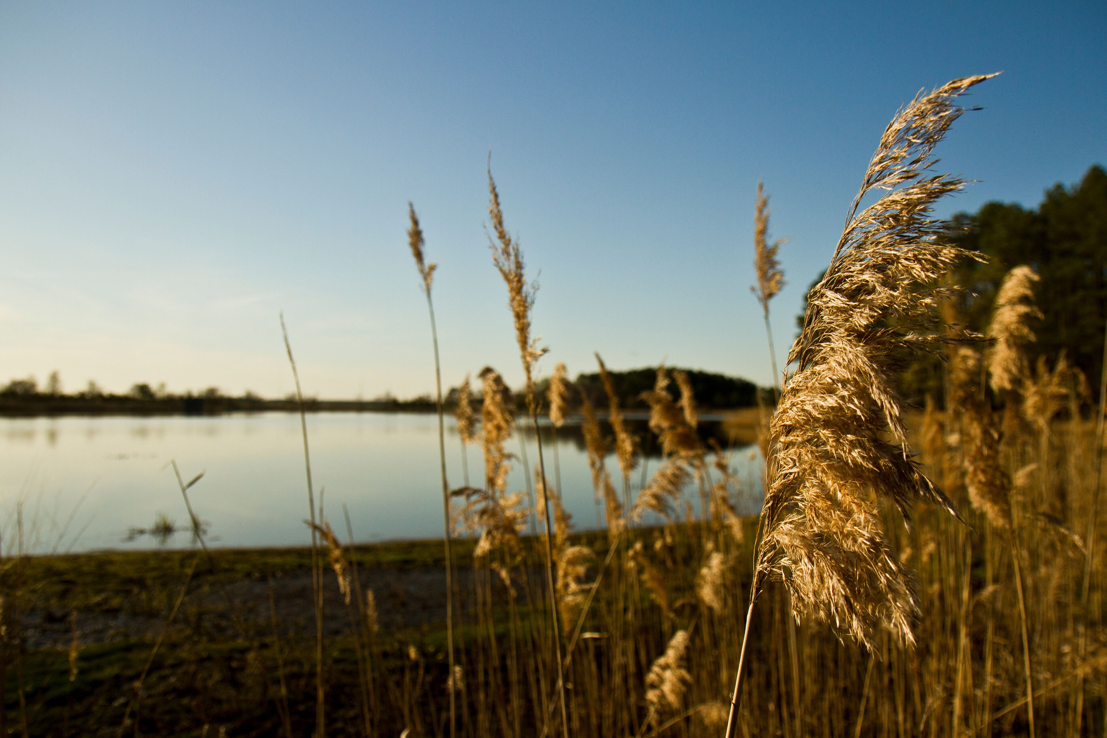 Some afternoon sun-bathed wetland grasses sway in the breeze on the Chesapeake Bay near Grasonville, Maryland, USA
