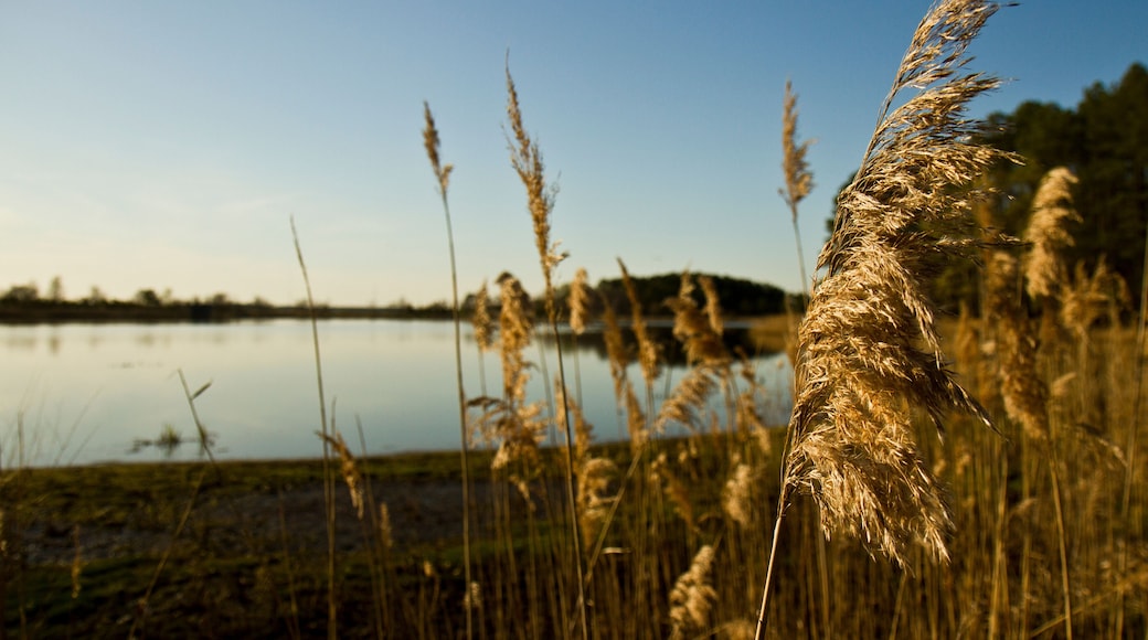 Some afternoon sun-bathed wetland grasses sway in the breeze on the Chesapeake Bay near Grasonville, Maryland, USA