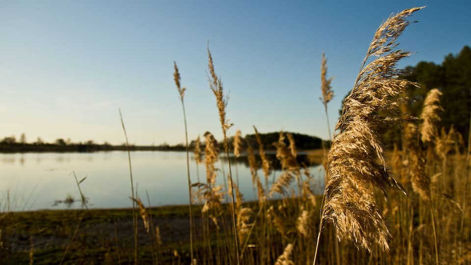 Tall grasses and a calm lake with a clear sky.