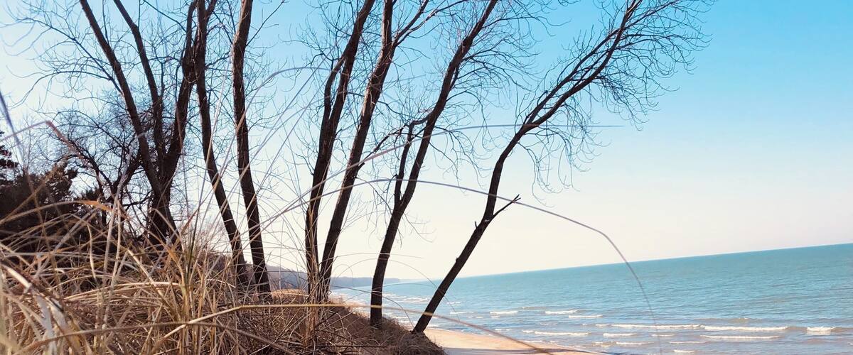 A beach with dry grass and trees, sandy shore, and calm sea.