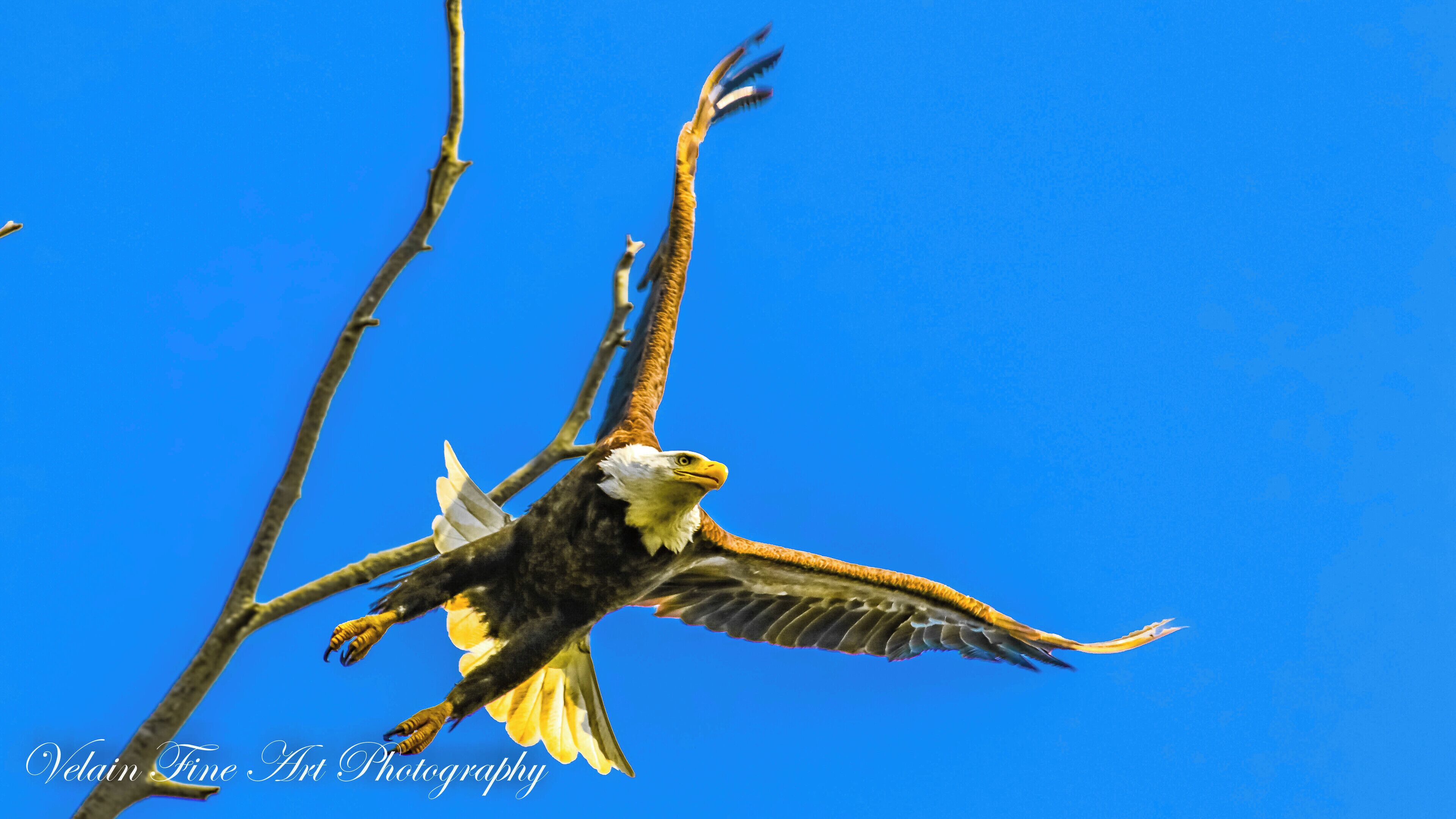 This adult eagle was sitting still for the longest time before she decided to leap off the branch to go hunting. Firestone Test track in Columbiana Ohio is one of the best places to get these kind of shots. 