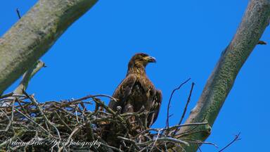 This young eagle hasn't got his colors yet, but he's working on it as he waits for dinner to be served.