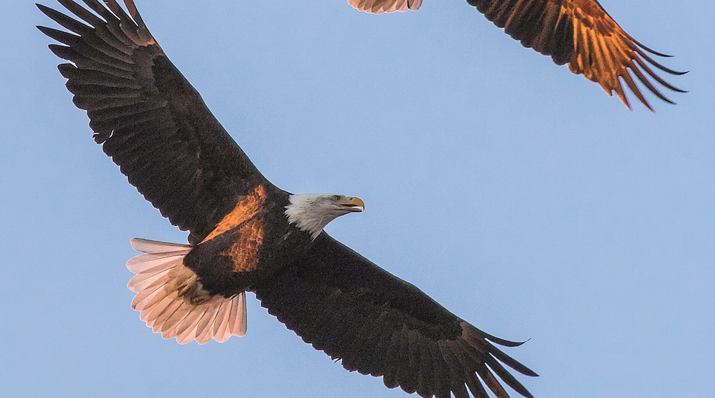 I drove down to the Camas pier to get some photos of the sun setting on Mt. Hood. No sooner had I arrived than I heard the familiar whistling sounds of a pair of Bald Eagles. I looked up in time to see a pair maybe thirty feet above me.
However, this is not a nesting pair. One of these females is trying to chase the other out of her territory. It is difficult to tell which one is doing the chasing and which one is being chased.
The two veered off and curled back towards the West without giving me any clear indication of whose territory was being protected.
However, I did get to see this, which was a nice bonus for a supposedly "scenics only" day.