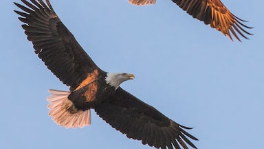 I drove down to the Camas pier to get some photos of the sun setting on Mt. Hood. No sooner had I arrived than I heard the familiar whistling sounds of a pair of Bald Eagles. I looked up in time to see a pair maybe thirty feet above me.
However, this is not a nesting pair. One of these females is trying to chase the other out of her territory. It is difficult to tell which one is doing the chasing and which one is being chased.
The two veered off and curled back towards the West without giving me any clear indication of whose territory was being protected.
However, I did get to see this, which was a nice bonus for a supposedly "scenics only" day.