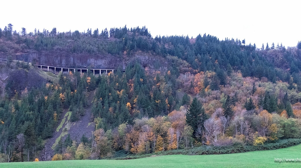 The trail drops abruptly at what all would consider its end about a mile away from the trailhead. Fortunately or not, this last mile is actually an old country road that passes a few hundred feet below the gorge highway (State Highway 14) only to intersect with it at the very end.
Technically speaking, this last stretch of road is part of the Cape Horn Trail, and is picturesque enough to warrant that categorization.