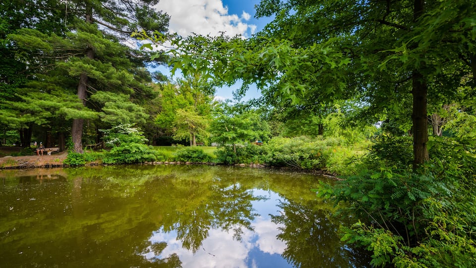 A serene pond surrounded by lush greenery and trees.