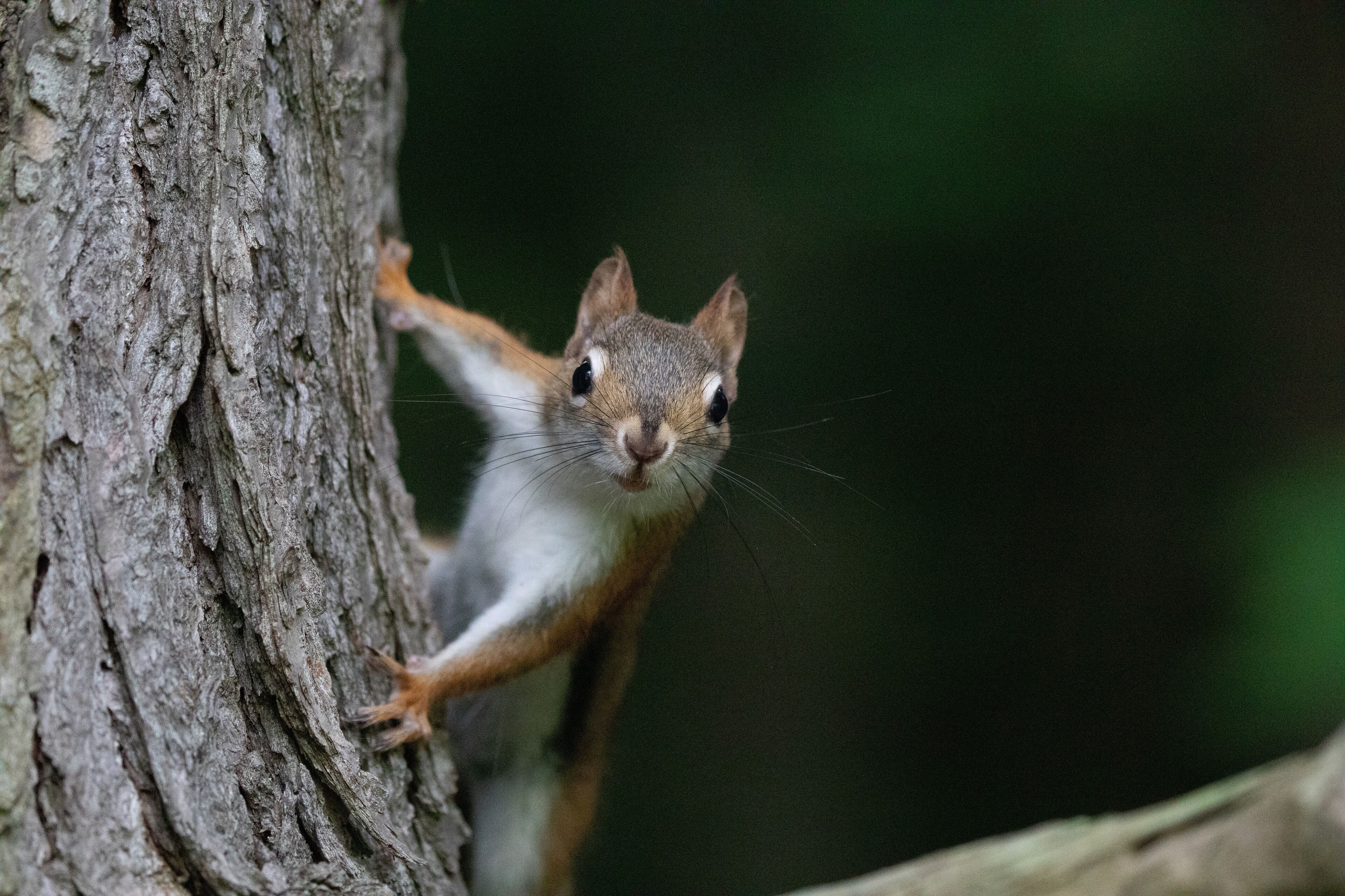 American red squirrel really close to me