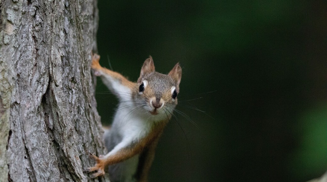 American red squirrel really close to me
