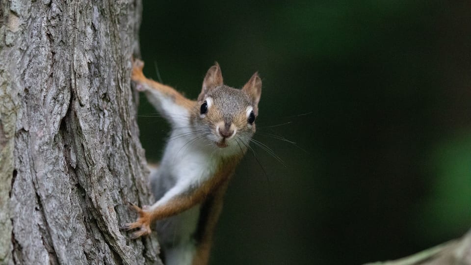 A squirrel climbing a tree trunk.