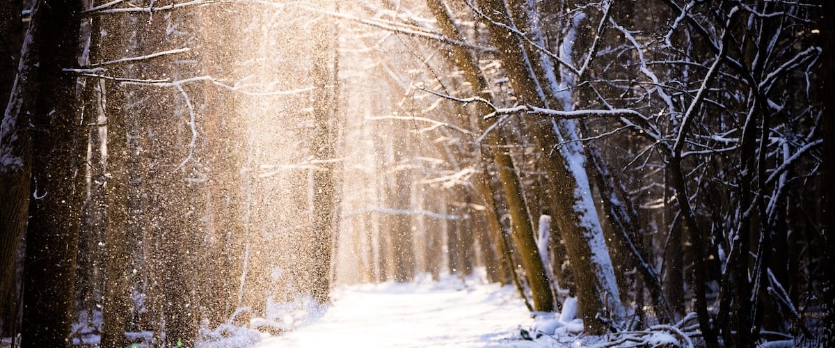Snow shaking off of trees into the sunlight at the Root Glen in Clinton, New York.