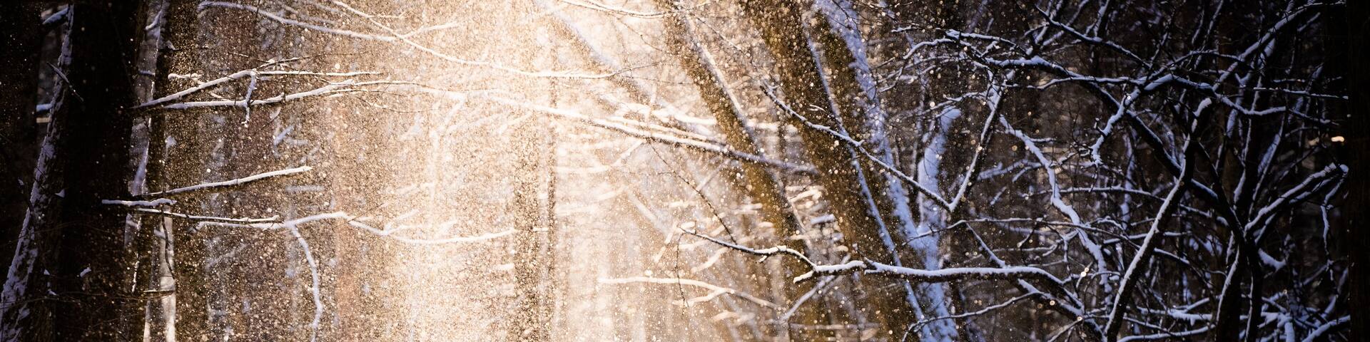 Snow shaking off of trees into the sunlight at the Root Glen in Clinton, New York.