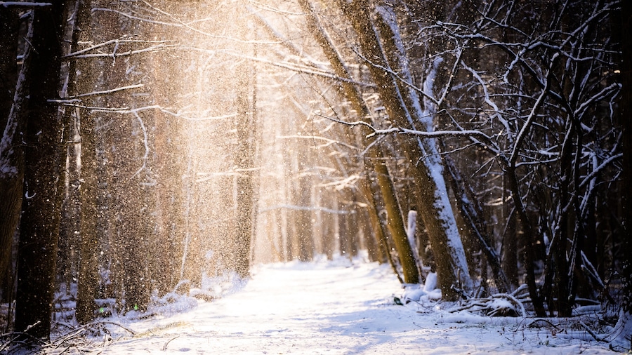 Snow shaking off of trees into the sunlight at the Root Glen in Clinton, New York.