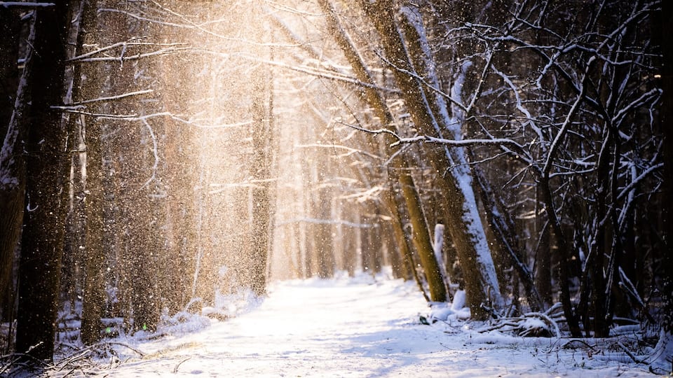 A snow-covered forest path with sunlight filtering through the trees.