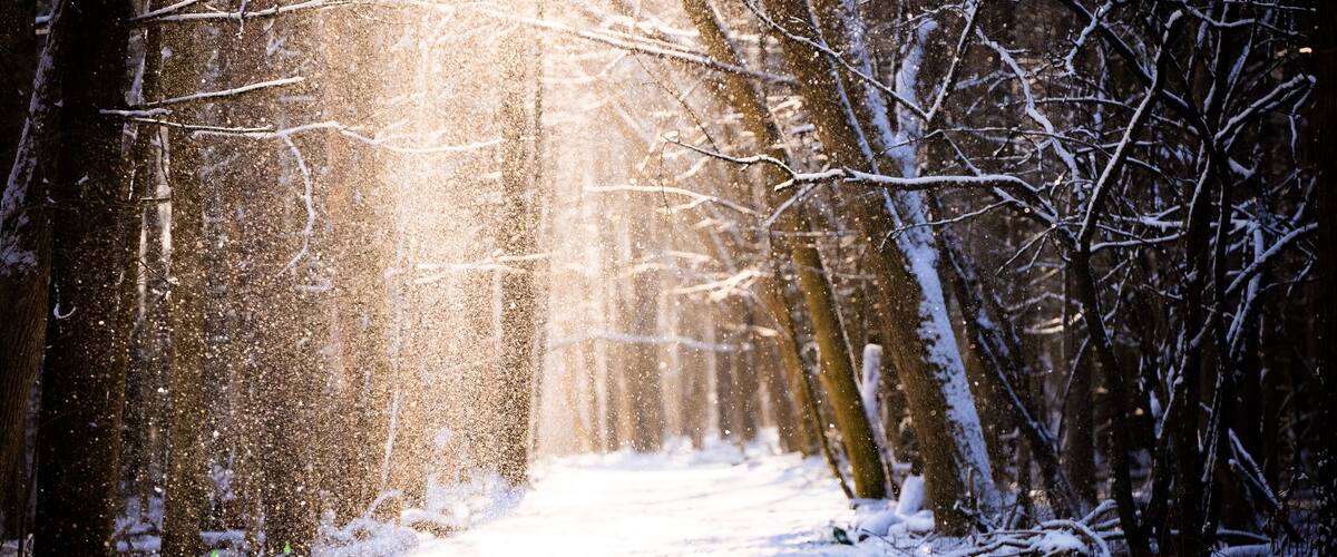 A snow-covered forest path with sunlight filtering through the trees.