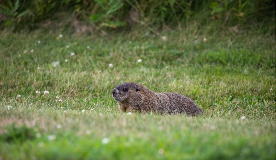 Woodchuck relaxing on the grass