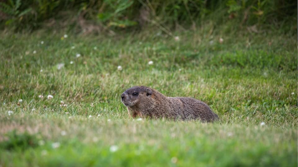 A groundhog in a grassy field with green foliage in the background.