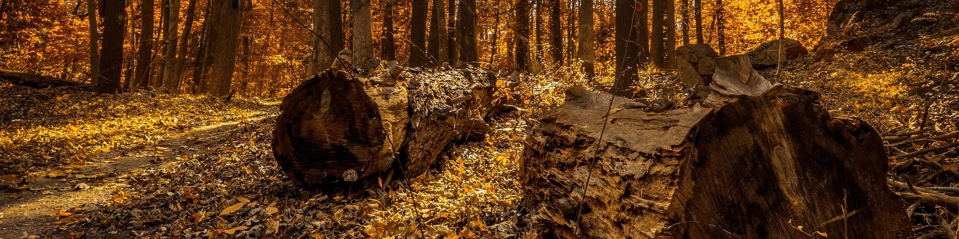 Backlit autumn foliage and trees with fallen logs in Kittatinny Valley State Park, Andover, New Jersey