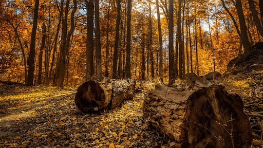 Backlit autumn foliage and trees with fallen logs in Kittatinny Valley State Park, Andover, New Jersey