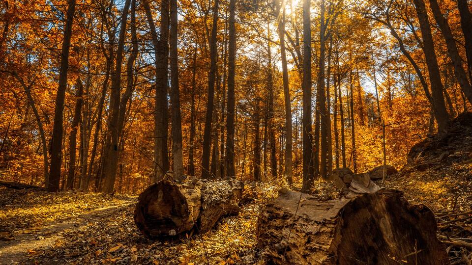 A forest with autumn leaves and sunlight filtering through the trees.