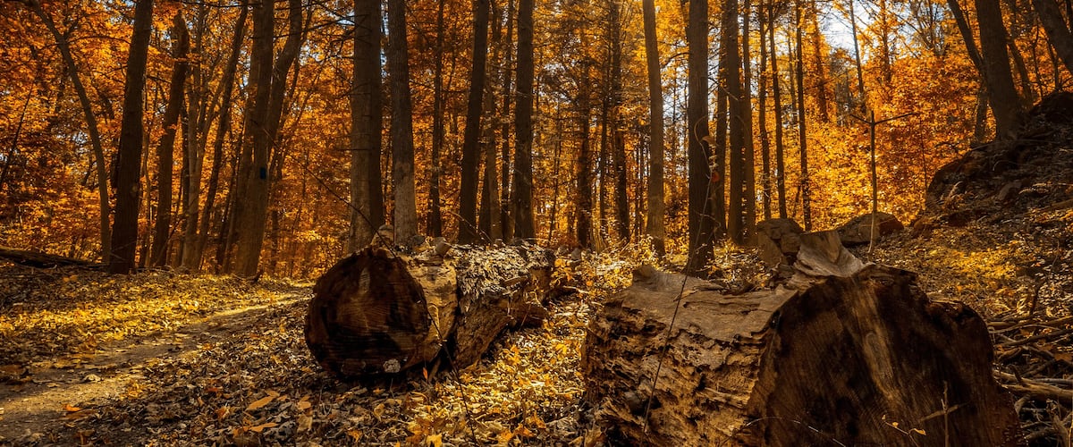 A forest with autumn leaves and sunlight filtering through the trees.