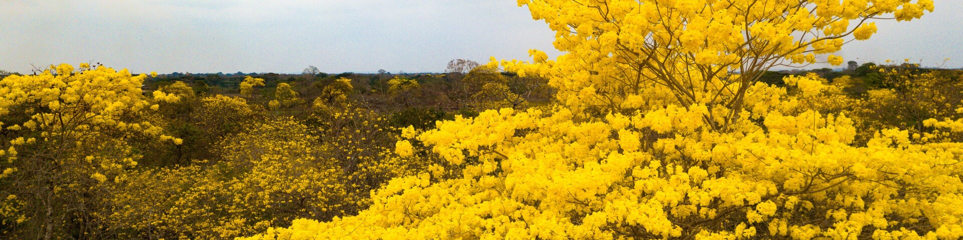 Aerial drone view of the blossoming of the Guayacan tree in Colimes, Ecuador. A whole forest gets covered with the beautiful yellow flower once a year, which happens in a few regions of Ecuador.