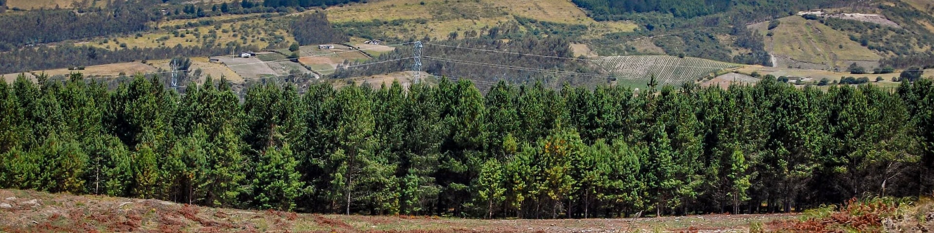 The Illinizas volcano, twin peaks, viewed from the highway towards the Cotopaxi National Park, with trees and vegetation in the foreground, on a sunny morning. Ecuador.