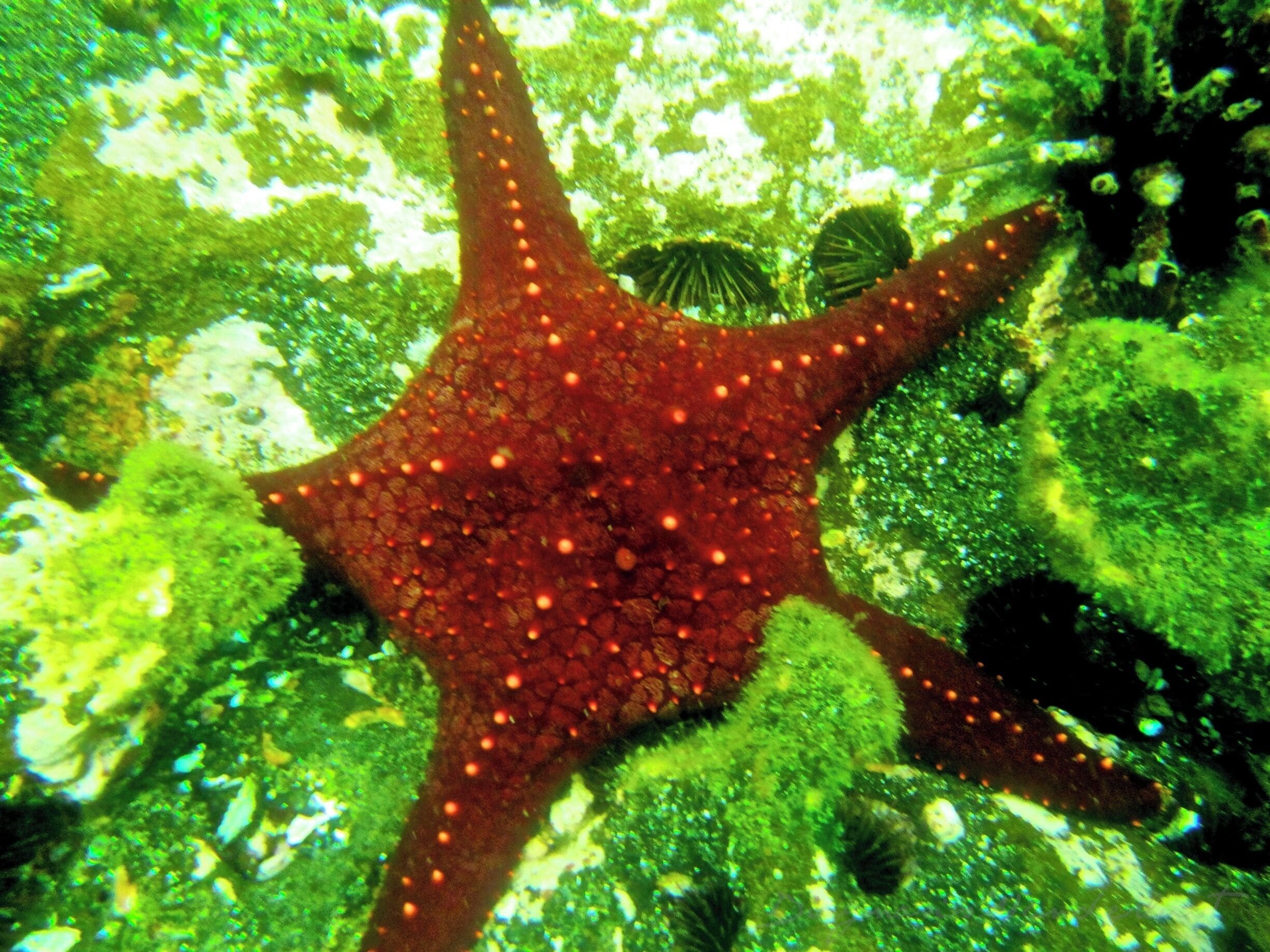 Stars of the Galapagos Islands!  I could not get over the colors, shapes, and variety of the sea stars on the ocean floor in the Galapagos.  What a surprising and amazing treat!  #seastars #starfish #galapagos #snorkel #sealife #waterlust