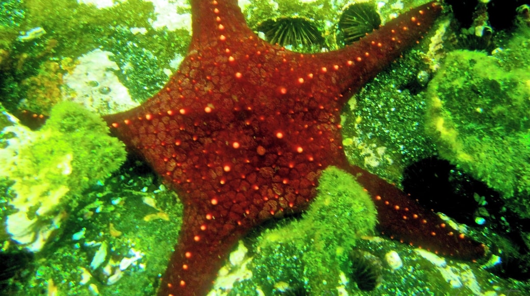 Stars of the Galapagos Islands! I could not get over the colors, shapes, and variety of the sea stars on the ocean floor in the Galapagos. What a surprising and amazing treat! #seastars #starfish #galapagos #snorkel #sealife #waterlust