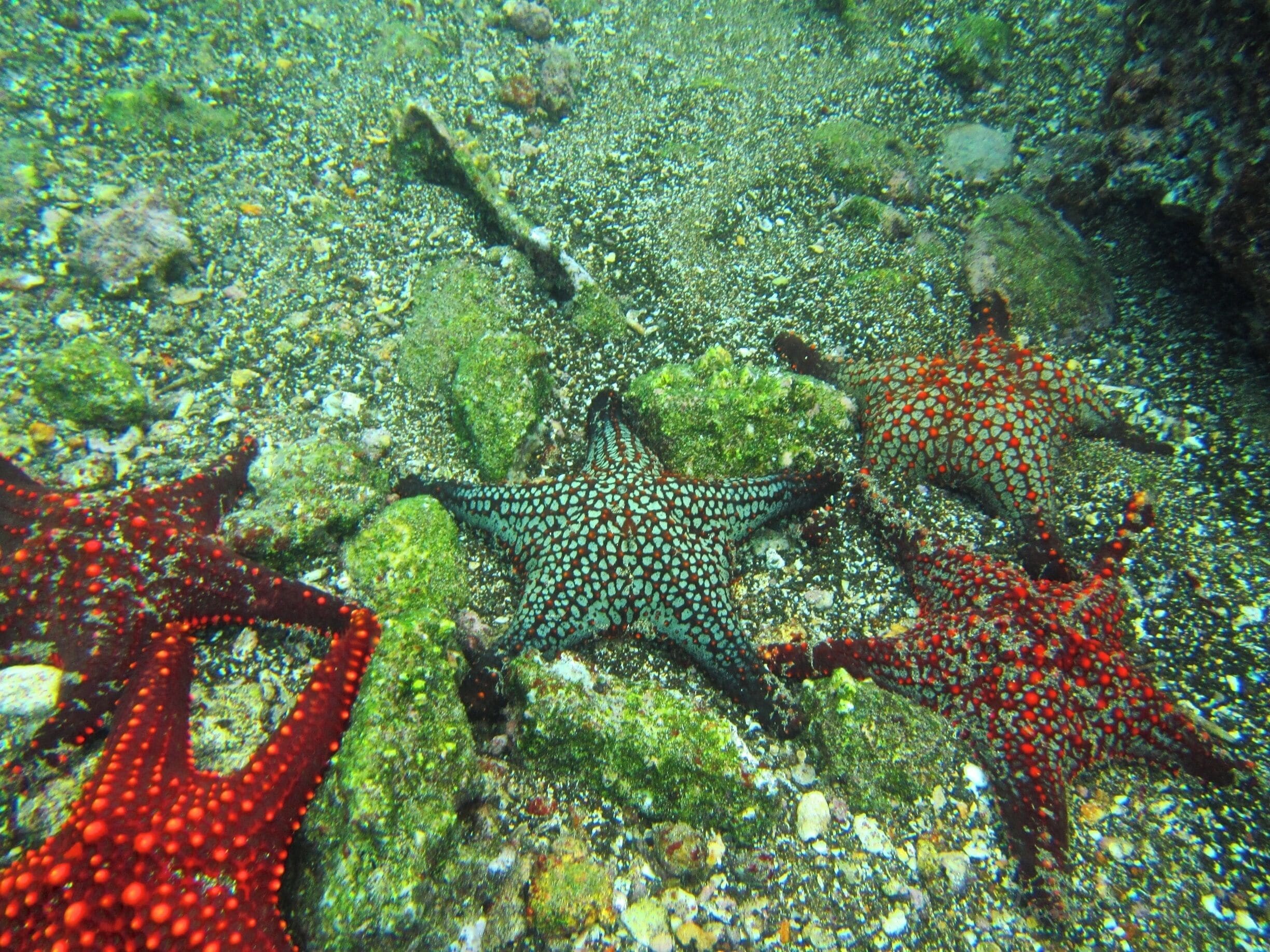 Stars of the Galapagos Islands!  I could not get over the colors, shapes, and variety of the sea stars on the ocean floor in the Galapagos.  What a surprising and amazing treat!  #seastars #starfish #galapagos #snorkel #sealife #waterlust