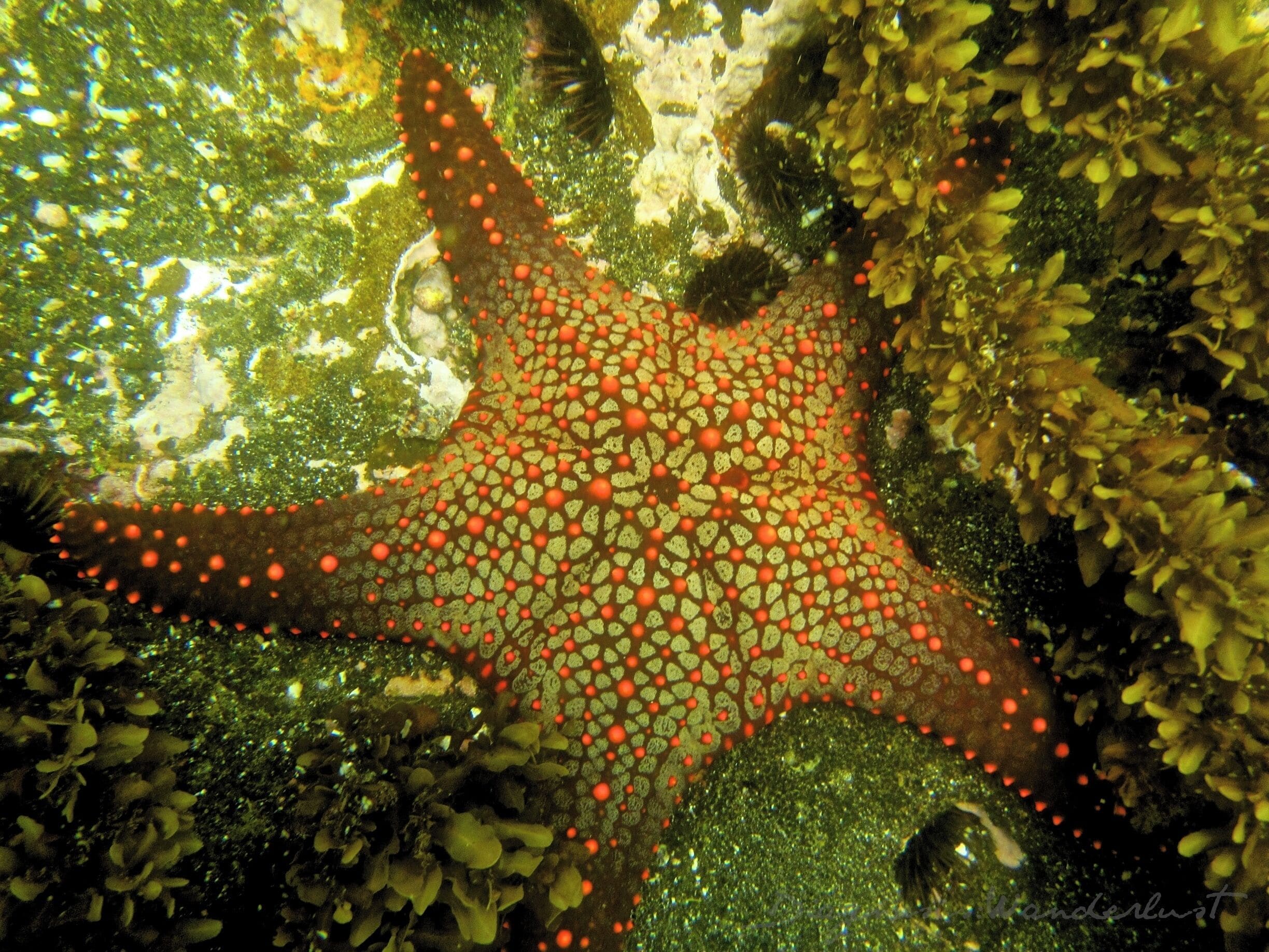 Stars of the Galapagos Islands!  I could not get over the colors, shapes, and variety of the sea stars on the ocean floor in the Galapagos.  What a surprising and amazing treat!  #seastars #starfish #galapagos #snorkel #sealife #waterlust
