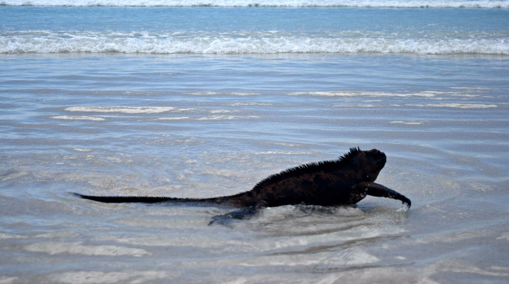 You have to walk about 2.5km to get to Tortuga Beach, but it is completely worth it. Very few people on the beach, but lots of iguanas everywhere. :) Strong currents, please follow the flags on the beach.